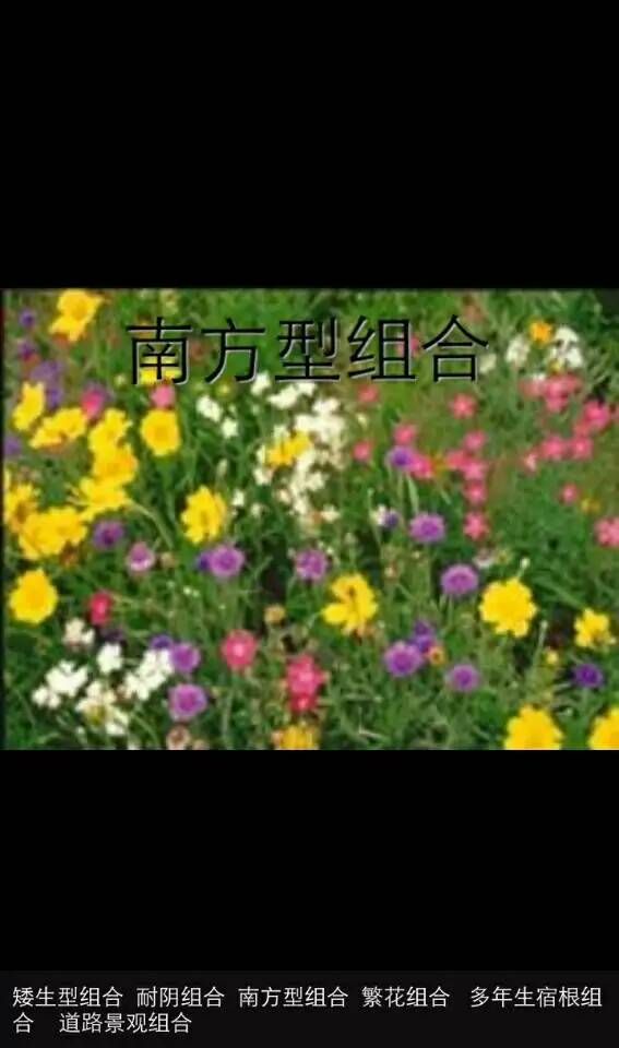 野花组合种子  花卉种子，花海种子