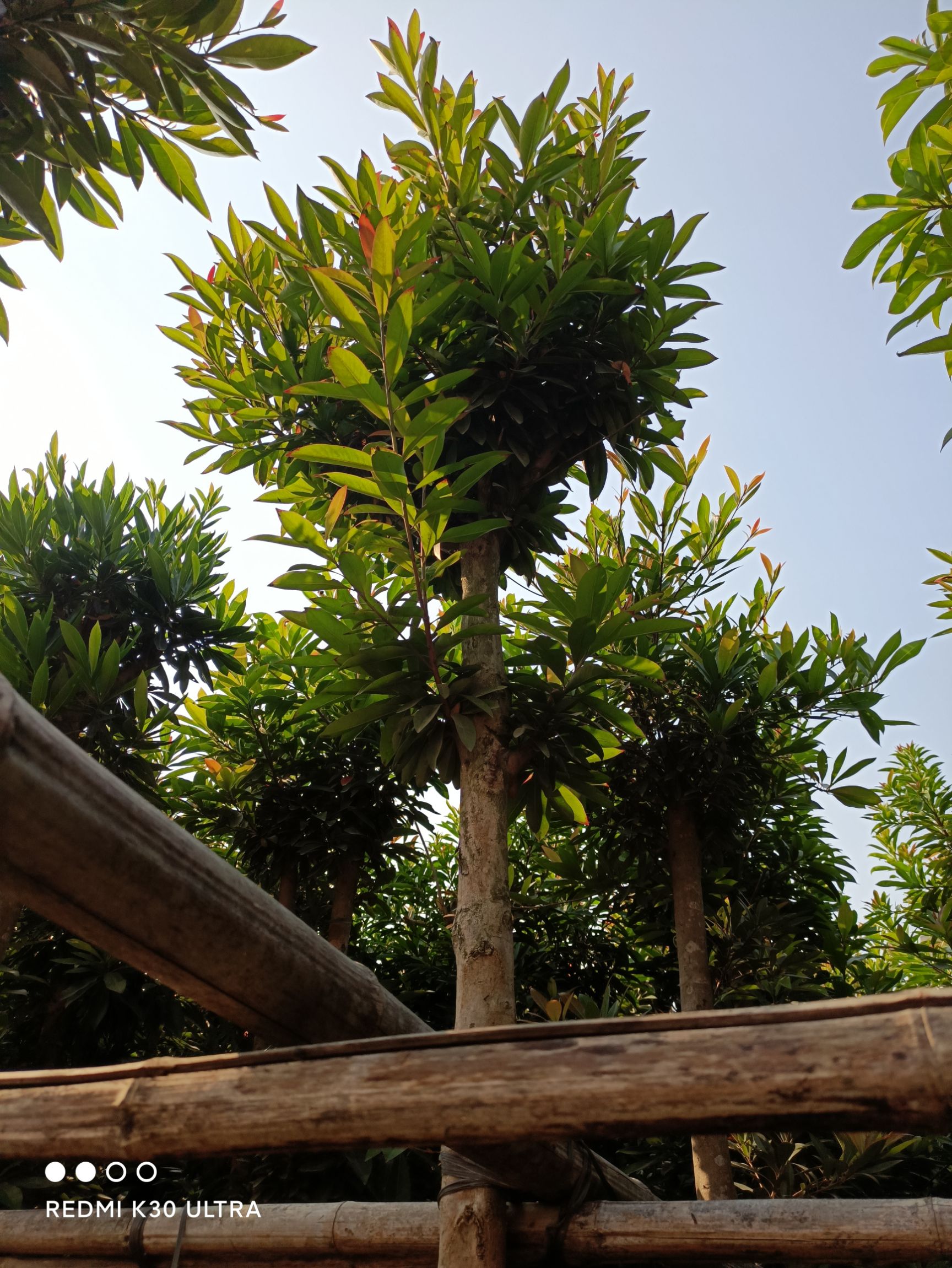 金蒲桃 普宁市供应5-8分黄金熊猫