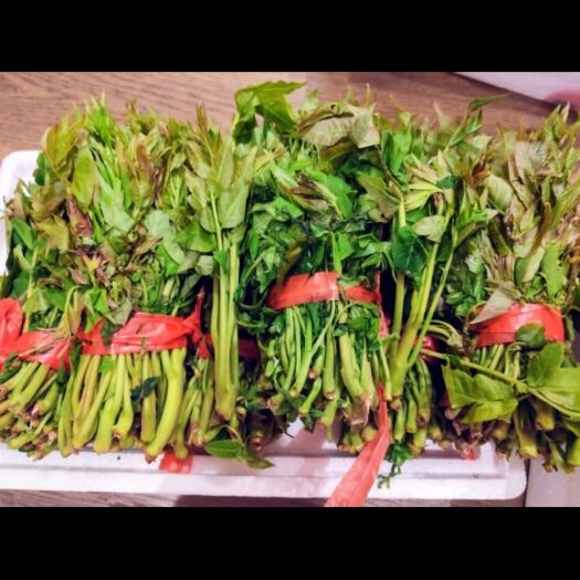 绿香椿芽 我们的香椿芽就是香