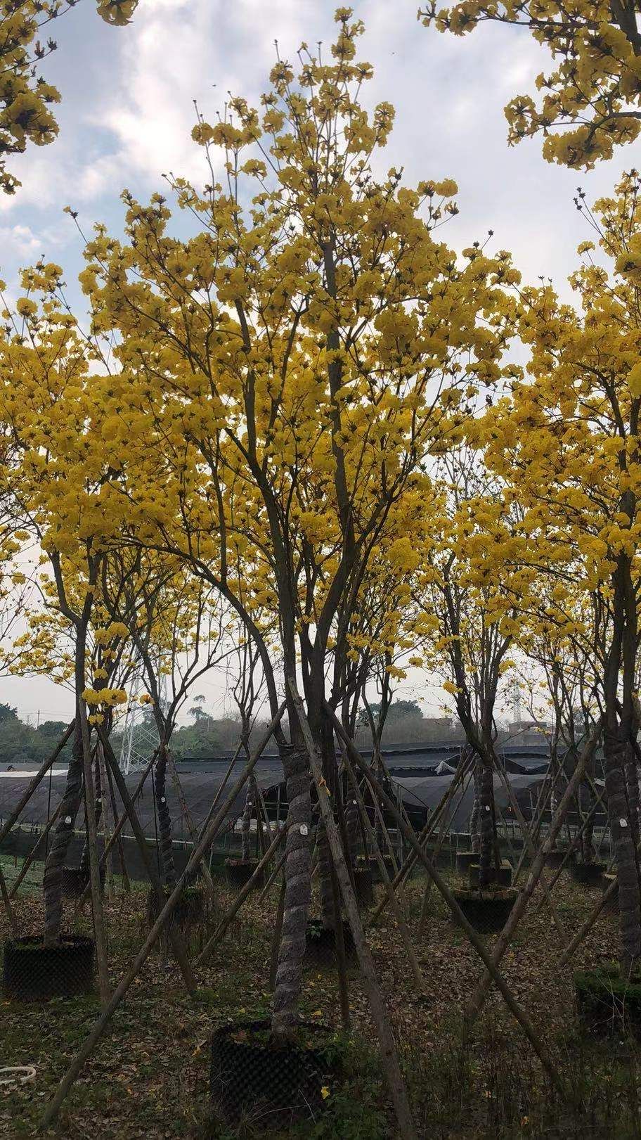 多花黄花风铃木15公分