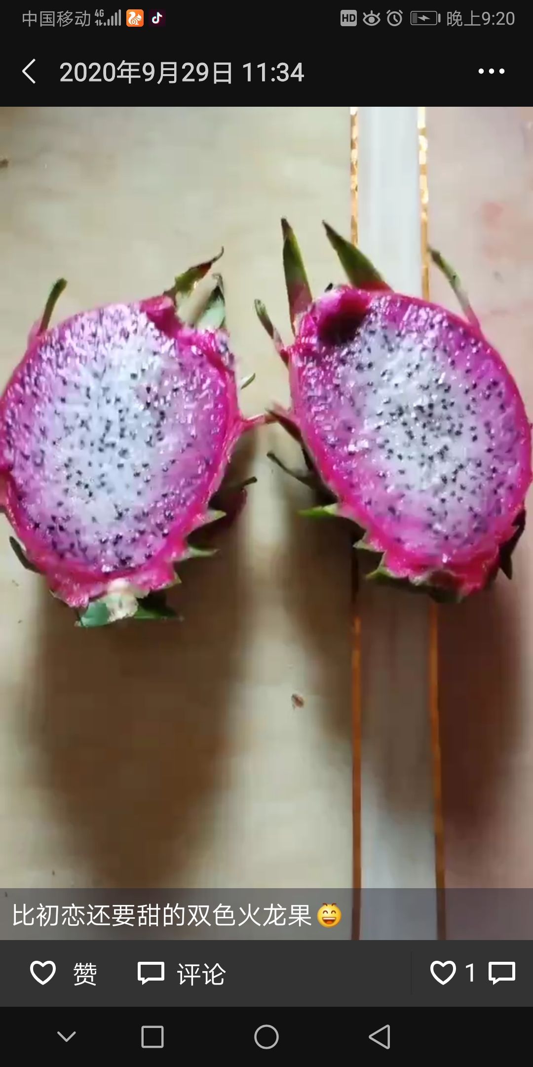 金都一号火龙果苗 