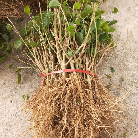 茉莉花苗  广西南宁茉莉花一年苗1元一棵