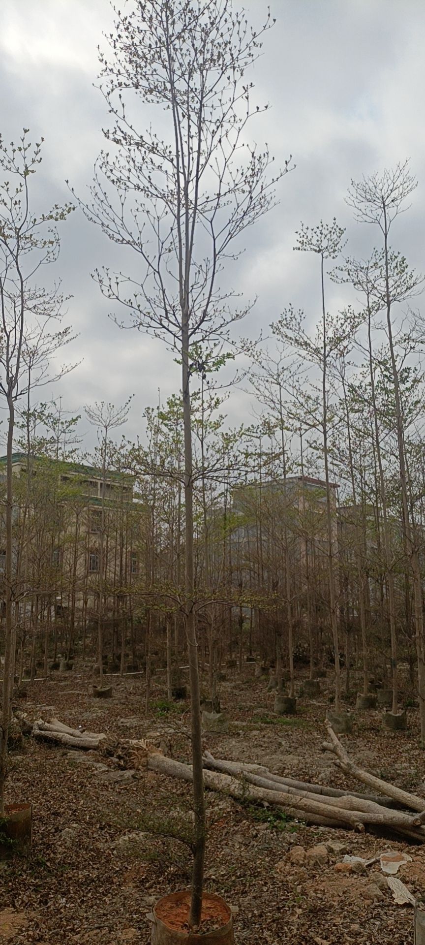 普宁市供应小叶榄仁5-10分