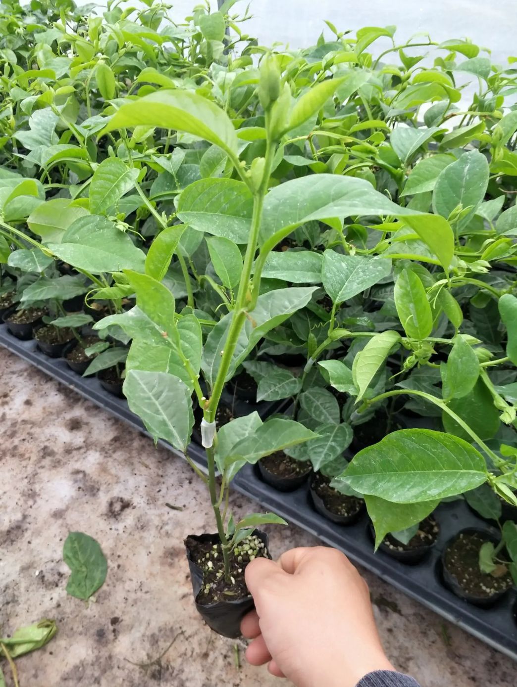 木瓜百香果苗香蜜百香果  当年可结果单个一斤到二斤重