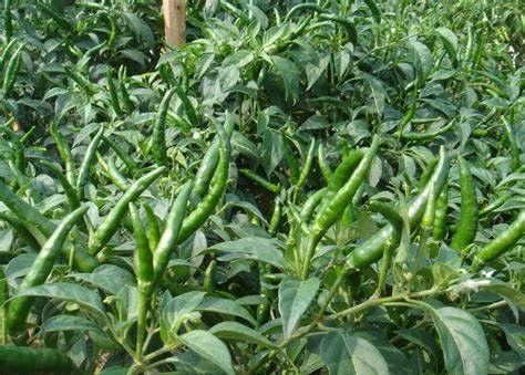 朝天椒苗耐运输抗性强