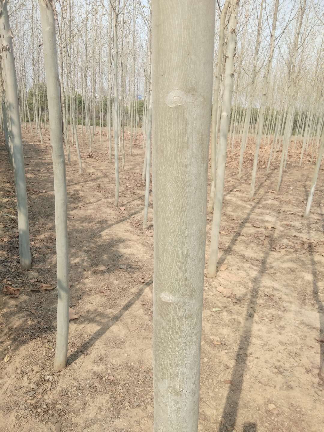 法国梧桐 
