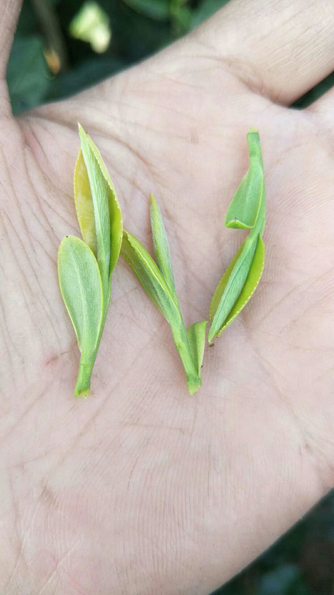 桐城小花  绿茶