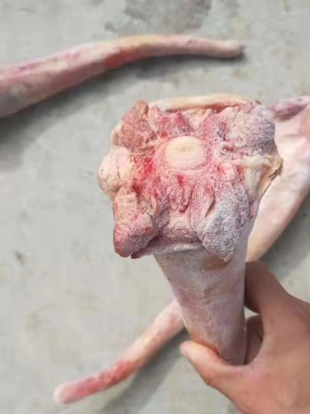 驴尾马尾检疫合格，新鲜，持续有货，健康美味，营养多多