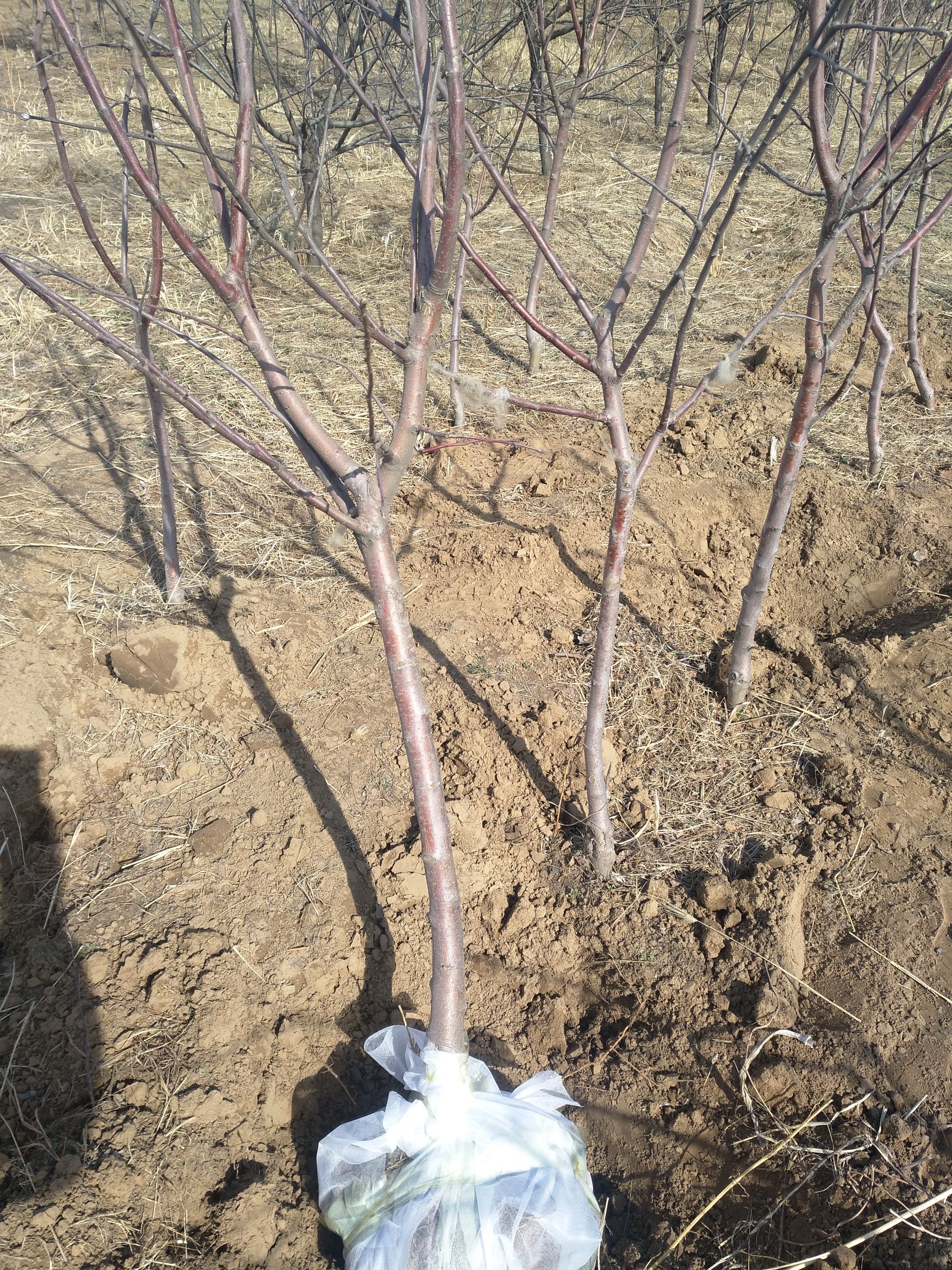 苹果树苗 成活率高，坐果率好