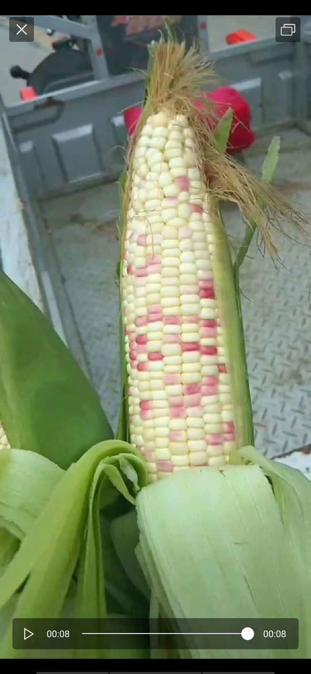 甜玉米  飞哥玉米