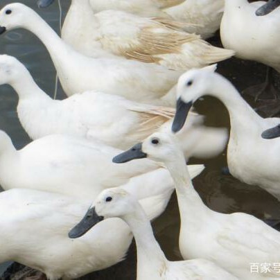 乐山肉鸭  黑嘴麻鸭，活鸭8.5一斤，天数70多天，重量5斤左右