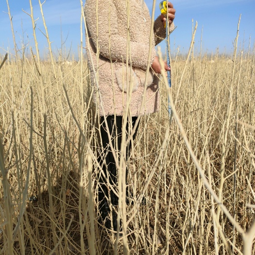 民勤县 沙枣苗子当年生，地经1.5-4.5全部都有