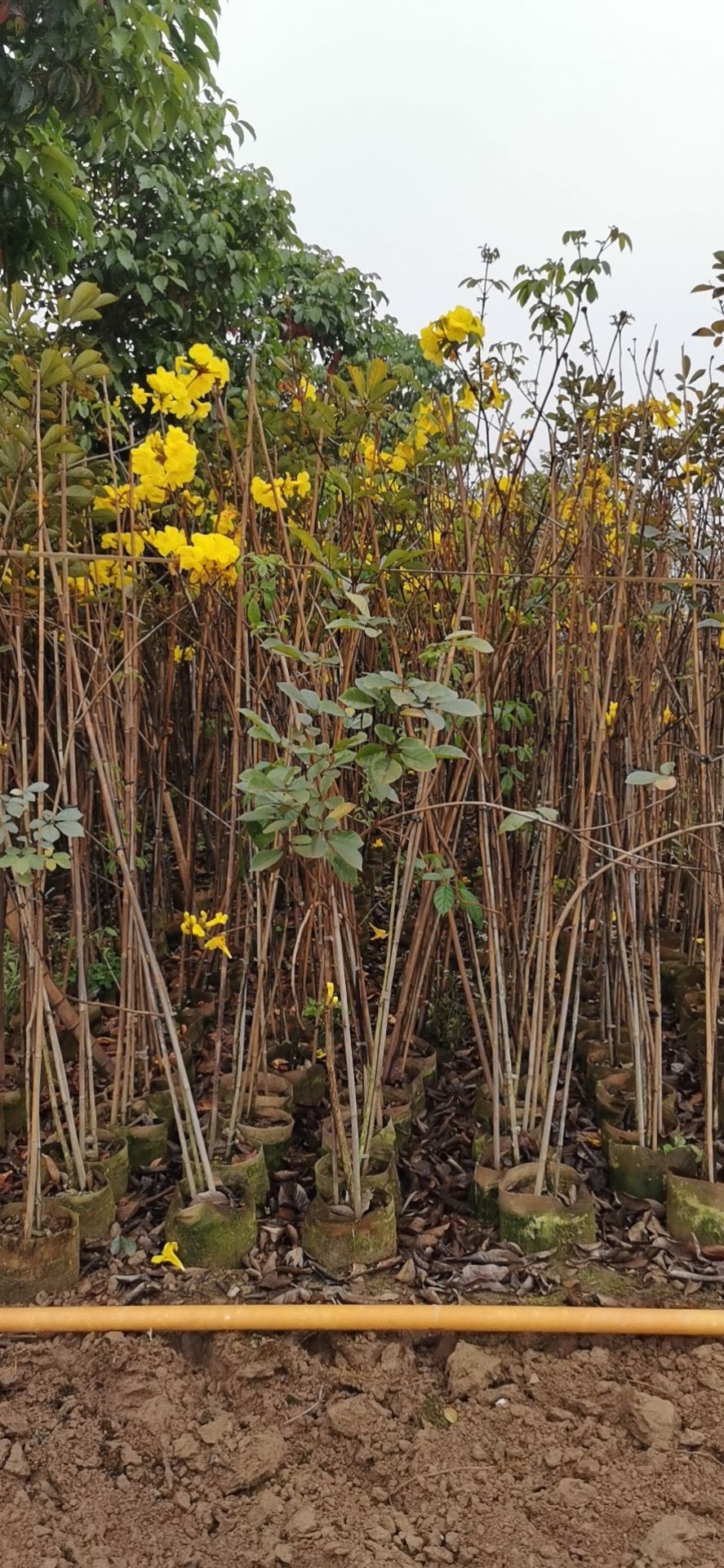 紫花风铃木 黄花多花风铃木