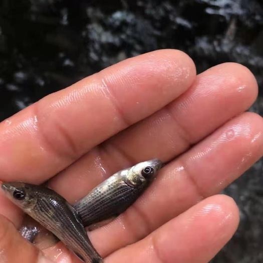 南宁黑鲤鱼苗(岩鲤），精品发货，经济价值高。
