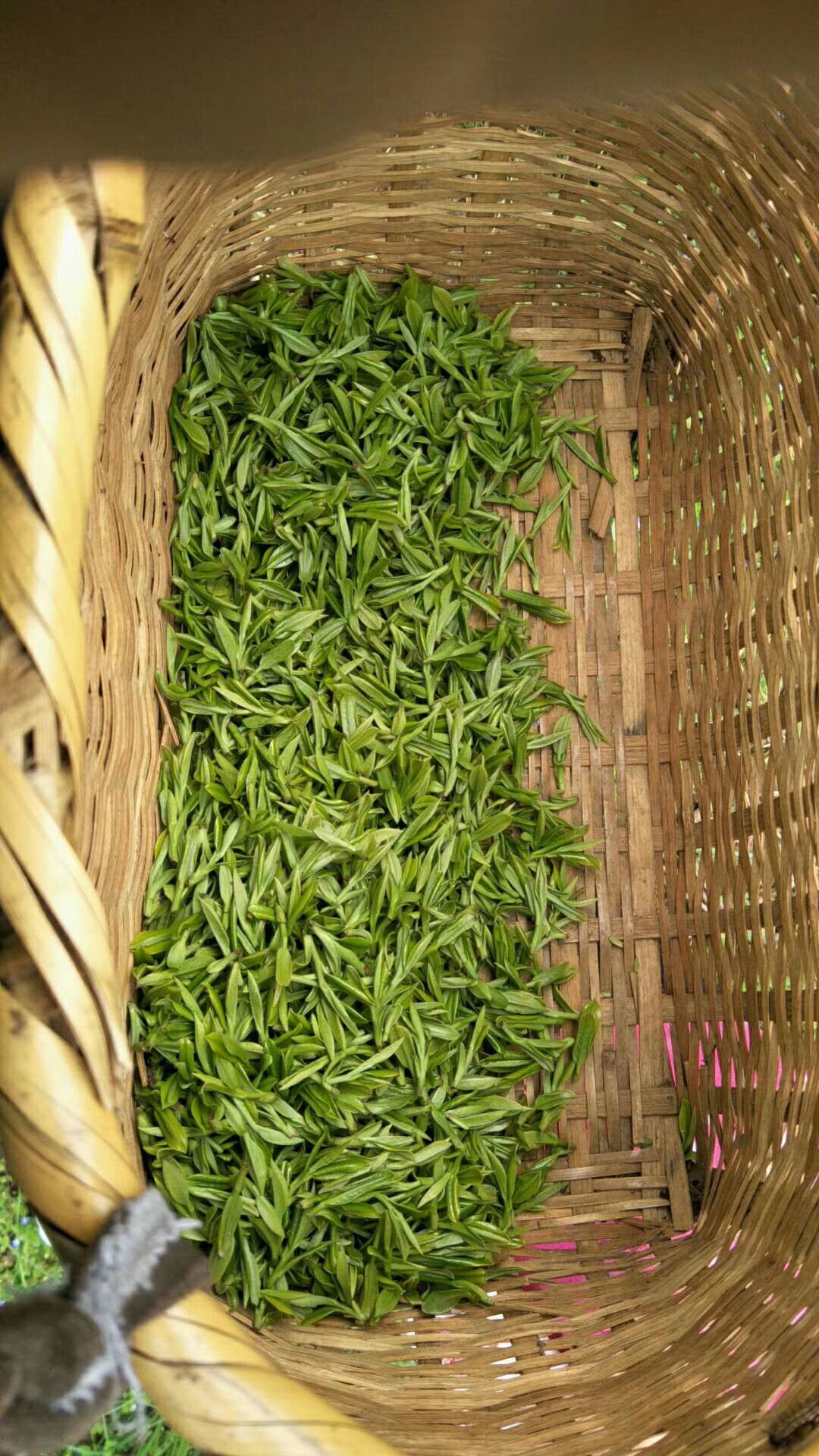 桐城小花  绿茶