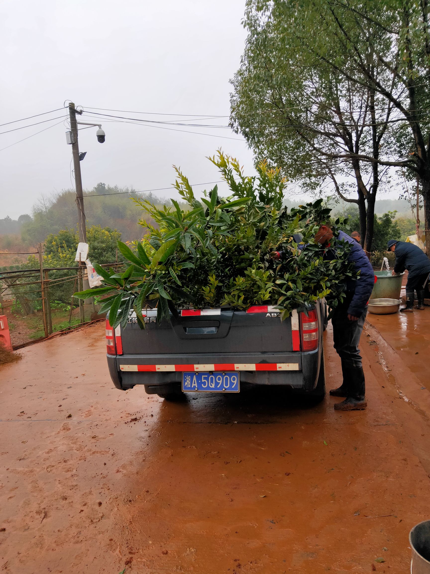 当年结果大沃柑苗