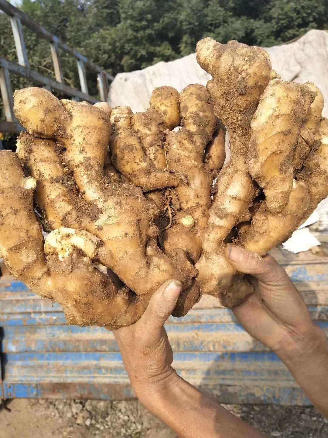 山东【大黄姜】产地批发，一手货源，保质保量，坏烂包赔