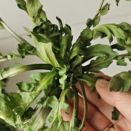 东平县 荠菜