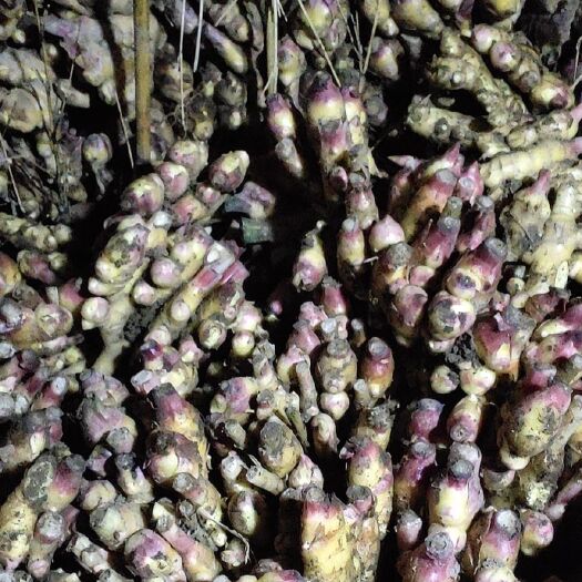 永康市小黄姜  带牙种姜，5天后发货，可提前预定