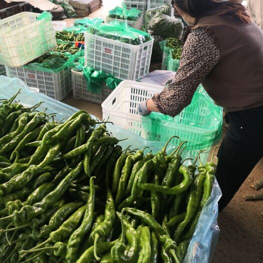 兰陵县青泡椒 大量陇椒供应，大掉价，质品量优，欢迎全国各地朋友前来采购