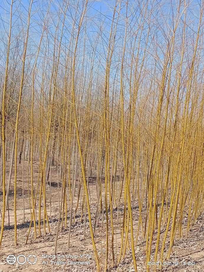  垂柳，金丝垂柳