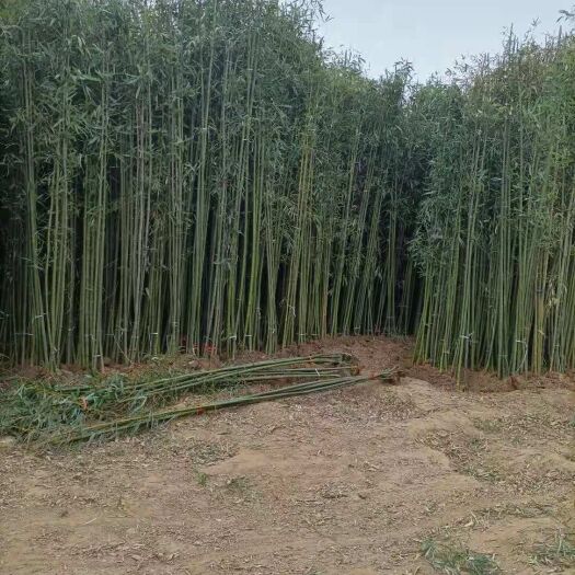 沭阳县青皮竹苗 宁可食无肉，不可居无竹。