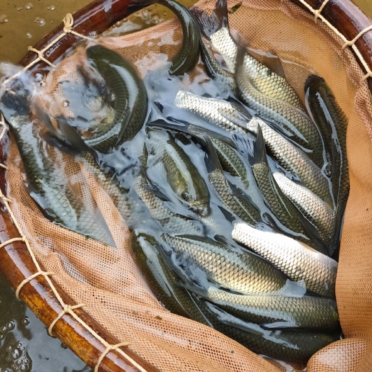 富川县 出售各种规格优质草鱼苗