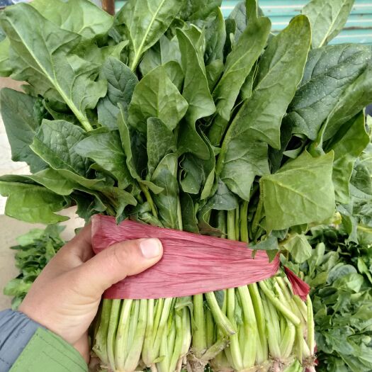 单县山东单县徐寨大叶菠菜。大量上市。质量好，价格低。