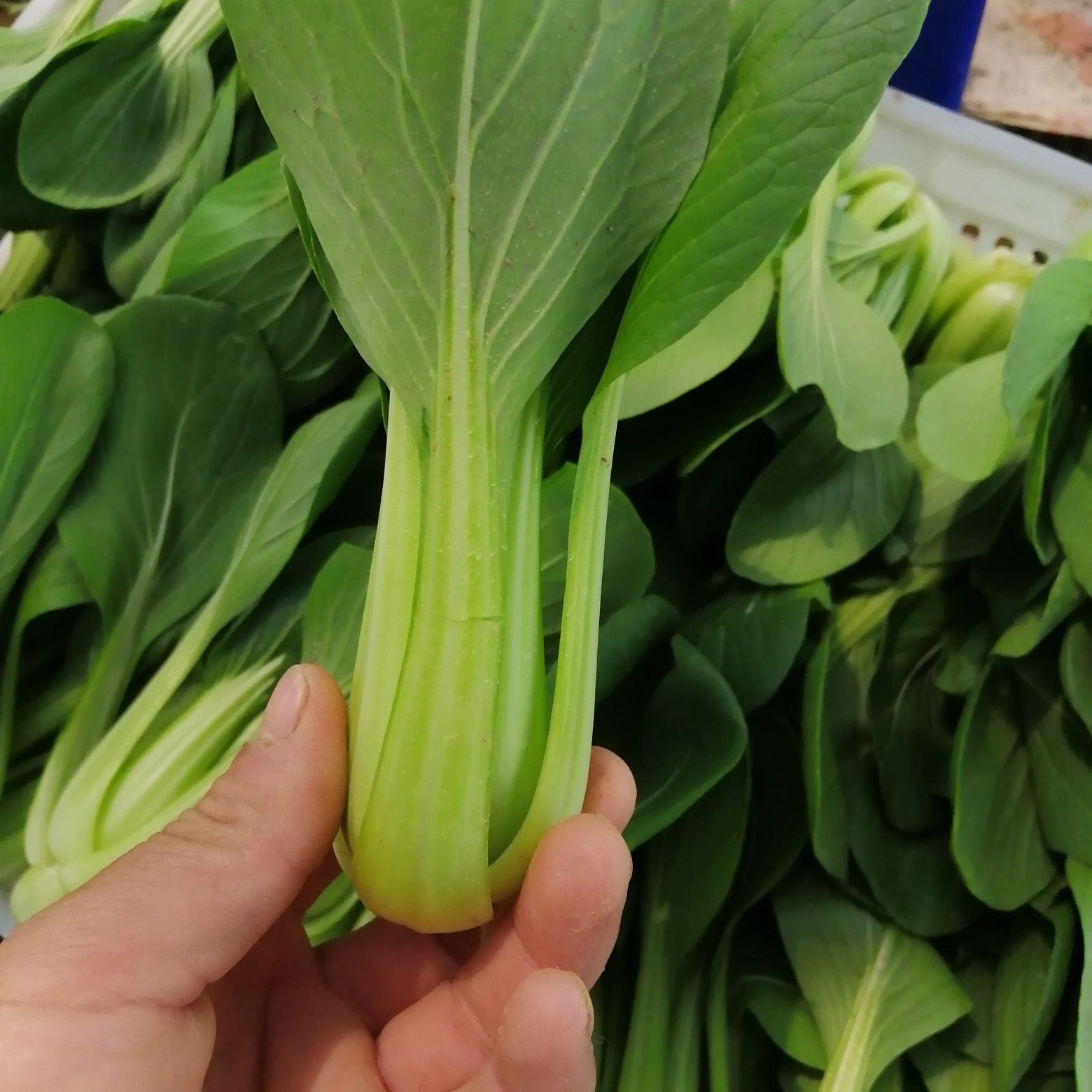 大棚精品上海青油菜快菜小白菜大量上市中……