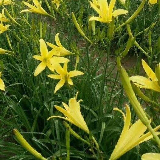庆城县大黄花 全国各地大量批发优质食用黄花菜苗（干菜）