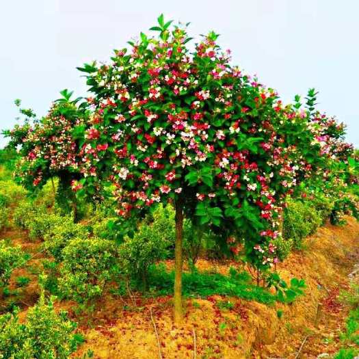 沭阳县锦带花