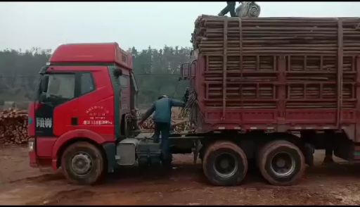 杉木杆，杨木杆，松木杆  园林绿化支撑杆