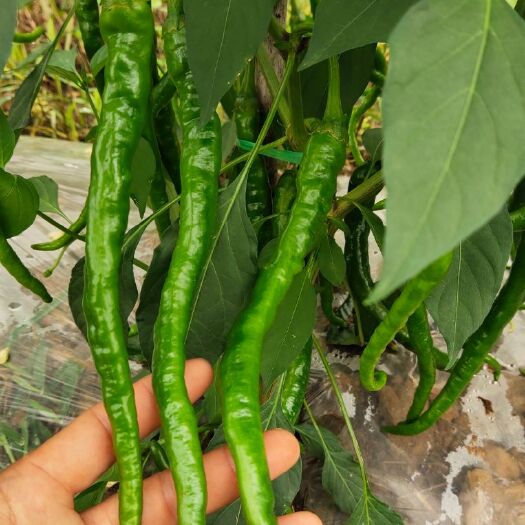 花垣县螺丝椒  大量供应青辣椒，红辣椒。