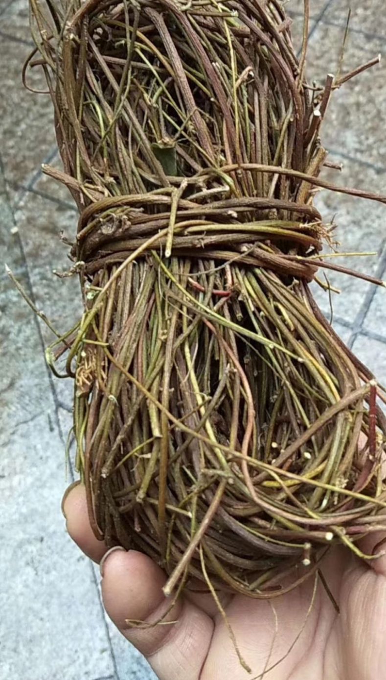 玉林大货供应｛鸡骨草｝可批量可零售量大从优【包邮】