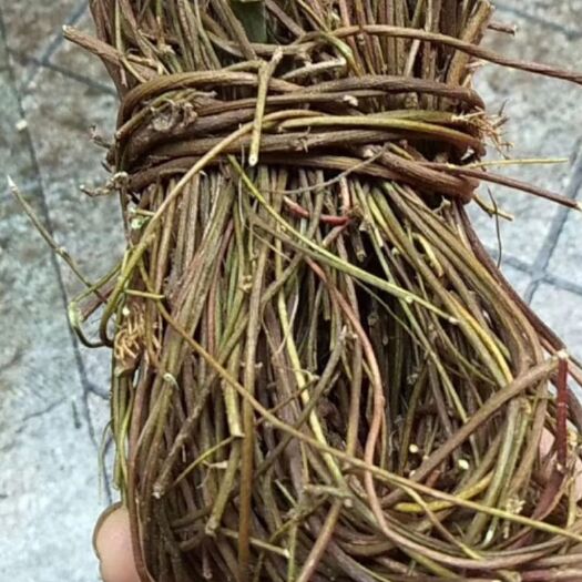 玉林大货供应｛鸡骨草｝可批量可零售量大从优【包邮】