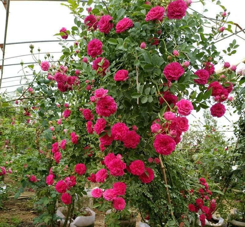 木香花苗白色，红色，黄色香味浓大小规格齐全