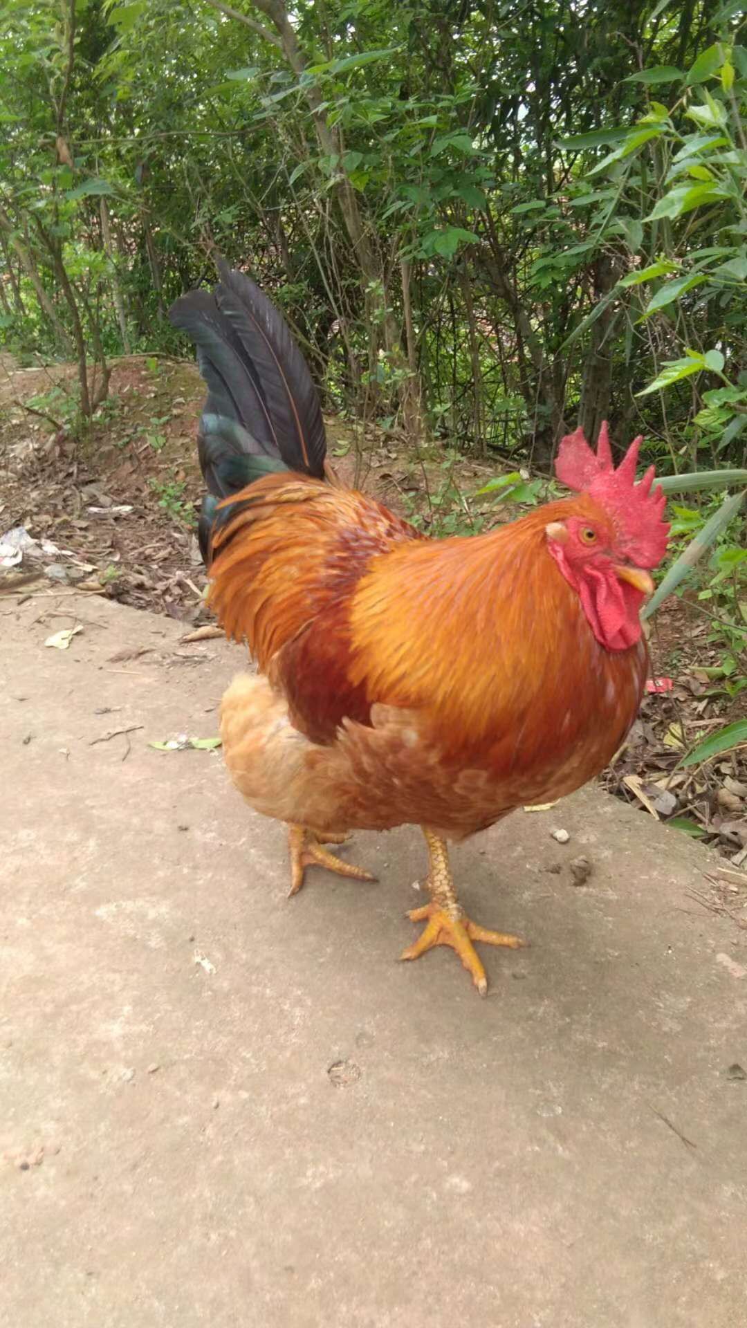 正宗土鸡苗，品种优良，价格美丽，出货包疫苗，包运损