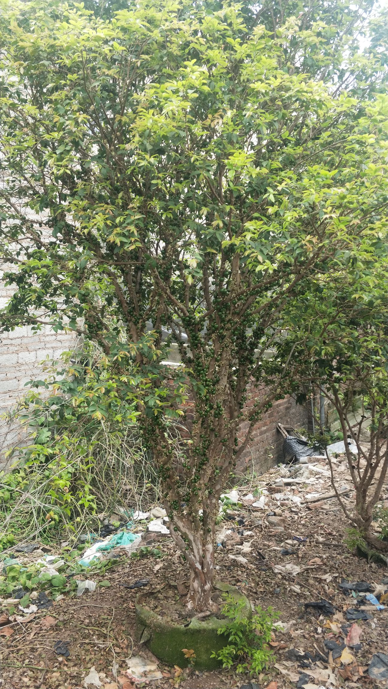 沙巴树葡萄，嘉宝果苗