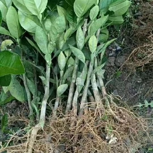 平和县 红美人柚苗，葡萄柚苗，三红柚苗，红柚苗，daj柚苗