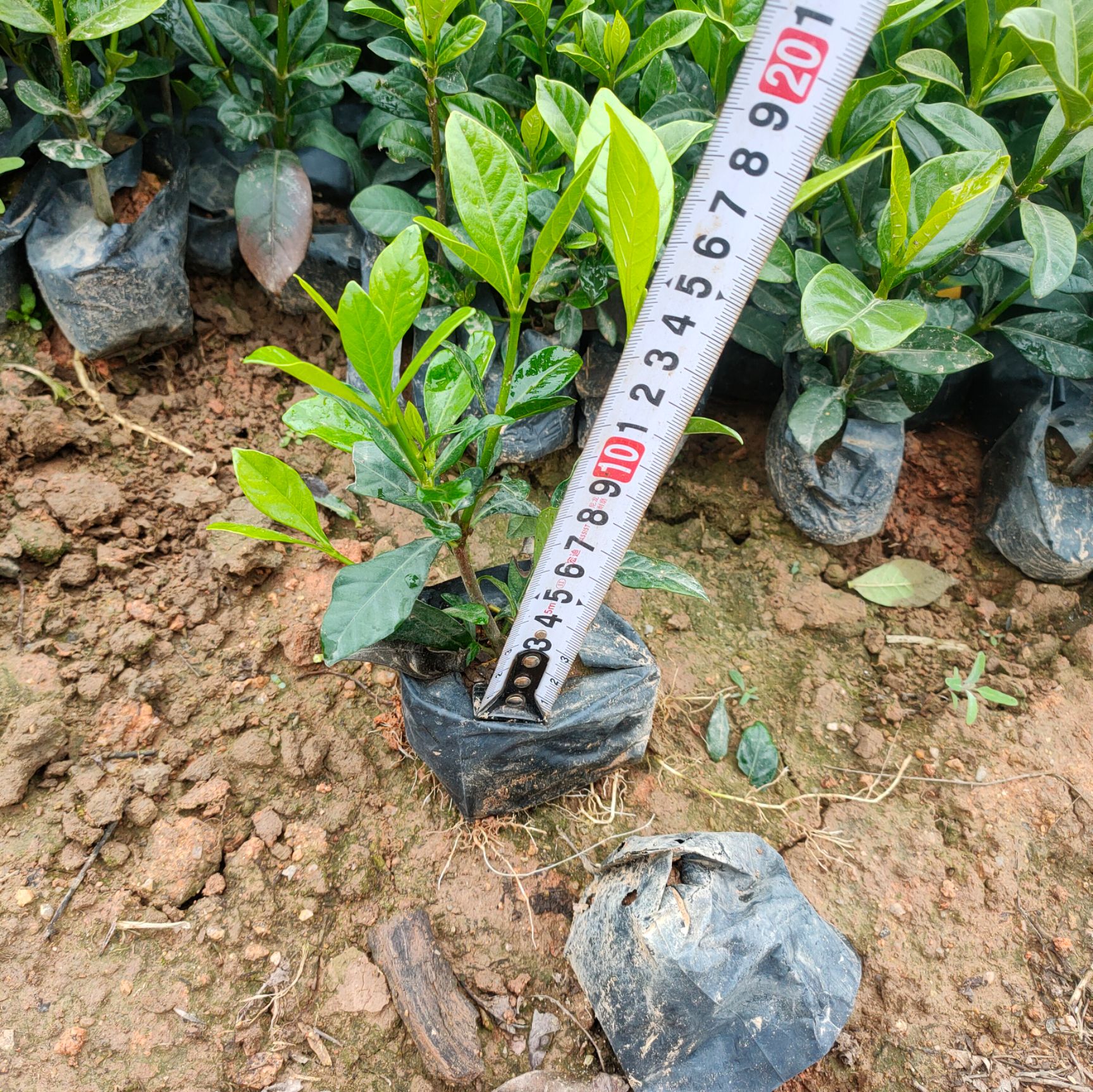 大叶栀子花小杯苗高20-30公分
