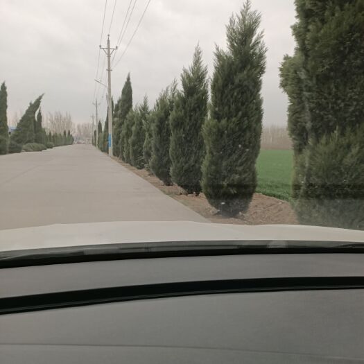辉县市河南桧柏 风景柏树