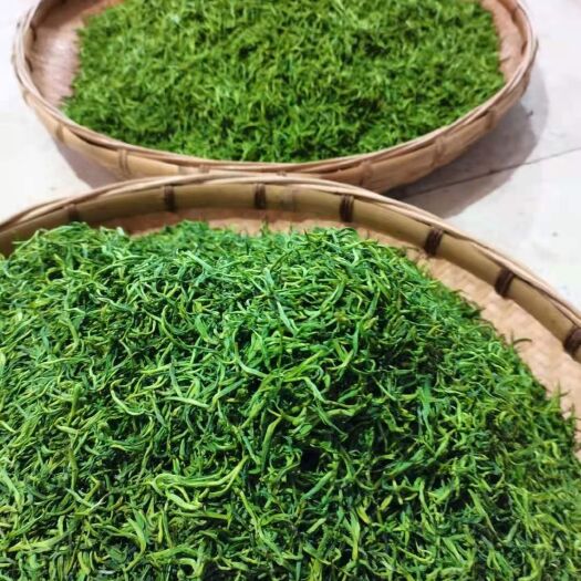 保靖县 保靖黄金村黄金茶一号茶叶