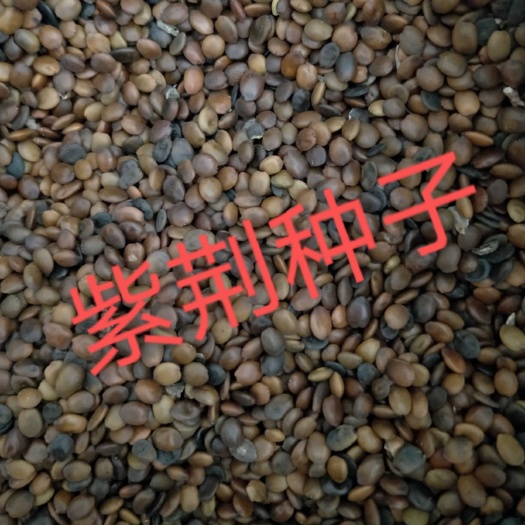 紫荆种子，紫荆花种子质量有保障，芽率好才是真的好。
