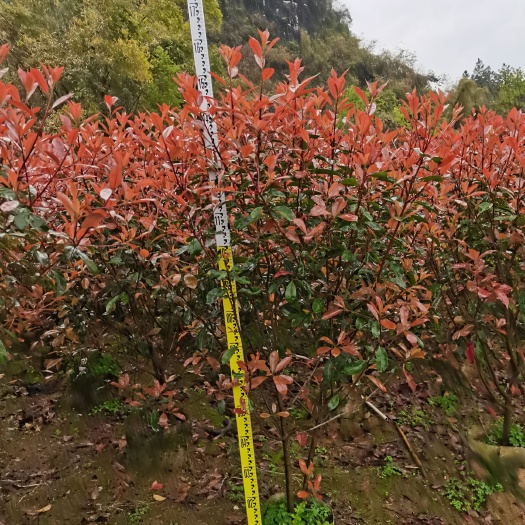 阳朔县红叶石楠  苗圃现货一手供应