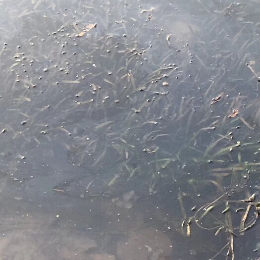 杭州苦草 水生植物