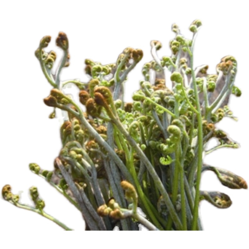 蕨菜新鲜野生现摘山蕨菜甜蕨苔龙爪菜现采蔬菜下饭菜5斤蔬菜新鲜