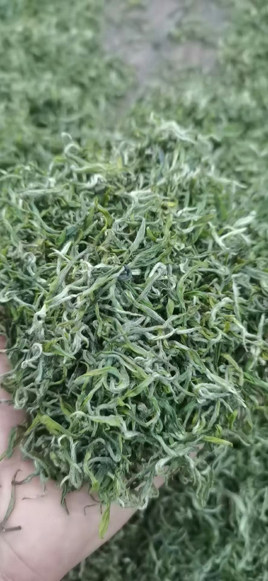 保靖黄金村黄金茶  群体茶叶