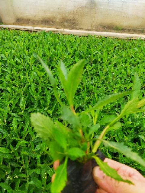 宿根花卉地被草花基地批发欧石竹杯苗花海用苗