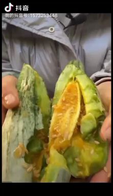 山东羊角蜜甜瓜博洋甜瓜，大量批发，长期合作，量大从优，