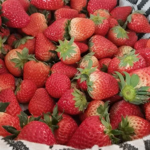 上海红颜草莓 30年种草莓质量优良品种丰富6